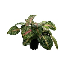 Aglaonema 'spring Red' Çin Herdemyeşili