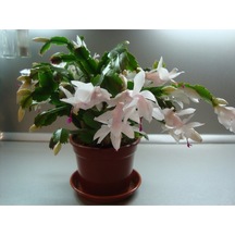 Yılbaşı Çiçeği Fidanı 5cm-20cm