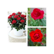 Videolu 1 Adet Kırmızı Canlı Bodur Gül Fidanı 20-40 Cm Saksılı/tüplü Çiçekli Bodur Bitkiler Red Rose