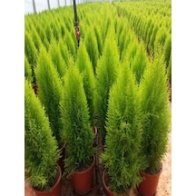 Videolu Canlı Mis Kokulu Limoni Servi Çam Ağacı 30-60cm Saksılı\tüplü Lemon Cypress Tree