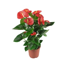Anthoryum  - Flamingo Çiçeği (Anthurium) 40 cm