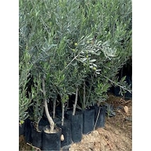 Videolu Gemlik Zeytin Fidanı Fidesi 1 Adet 1. Kalite 80-150 Cm Saksılıtüplü Olive Sapling