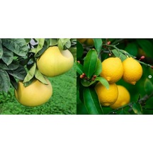 Tüplü Aşılı Yediveren Limon+Şadok Ağaç Kavunu 1-2 Yaş 90-110Cm