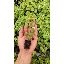 Senecio Macroglossus Ev Sarmaşığı Fidesi