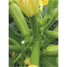 Hybrit Dolma Kabak Tohumu 10 Adet Tohum