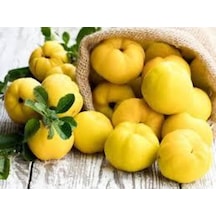 Taze Ayva 330-500 Gr Arası