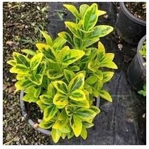 TÜPLÜ GOLD TAFLAN ÇİÇEĞİ BOY 35-55CM