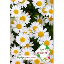 Papatya Çiçeği Tohumu 100 Adet Tohum N112844