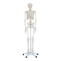 İSKELET MAKETİ 180 CM, İNSAN İSKELETİ