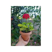 Kıpkırmızı Sardunya Çiçeği Fidesi 10-20 Cm