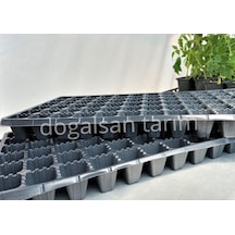 40 Adet Fide Viyol 72 Göz Fide Viyolü Fide Viyolleri Fidelik