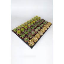 45 Adet Özel Tür Kaktüs 9 Arlı Set #1 Toptan 5.5 Cm Saksıda