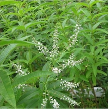 Aloysia Triphylla Limon Otu Çiçeği Fidanı 10-20 Cm