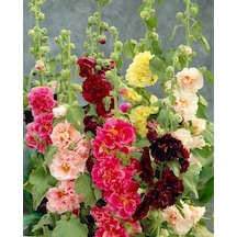 Fidanistanbul Hatmi Çiçeği Karışık Renk Çiçek Tohumu 50 Adet