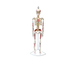 Tam İskelet Maketi 85 CM Model 8