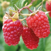 3 Lü Ahududu Fidanı Seti 1 Yaşında Rubus İdaeus Bahçeniz İçin
