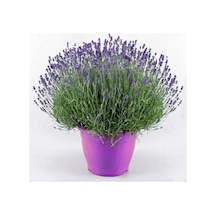 Lavanta Lavandula Angustifolia Çiçeği Fidanı 10-20 Cm