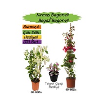 Kırmızı Renk Begonvil+beyaz Begonvil+telgraf Çiçeği 3'lü Peyzaj Seti