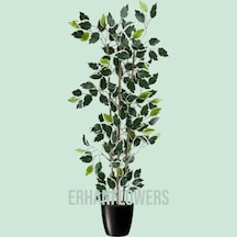 110 Cm Bambu Gövdeli Beyaz Benjamin Ficus Ağacı Yeşil