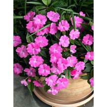 Videolu Pembe Cam Güzeli 10 30 Cm 1 Adet Saksılı/ Tüplü Çiçekli Bodur Bitki Impatiens Walleriana