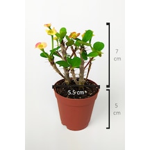 Nadir Bulunan Ebruli Çiçekli Dikenler Tacı Euphorbia Miili Mini KaktüsKral Tacı Dikenli Taç 5.5 CM Saksıda Özel Tür