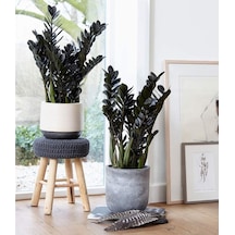 Zeze Çiçeği Zamia Zamioculcas Zamiifolia - Iç Mekan Bitkisi