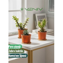 3 Adet Canlı Kaktüs - Para Çiçeği- Havva'nın İğnesi- Zebra Kaktüs 3