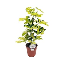Schefflera Bitkisi Tekli Dikim 80cm N11.40