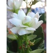 Videolu 1 Adet Beyaz Renk Kalanşo Çiçeği 10-20 Cm Saksılı Çiçekli Bodur Bitkiler Kalanchoe