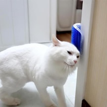 Kedi Tüyü Kaşıma Ve Tarama Aparatı Duvara Monte Kaşıma Aleti