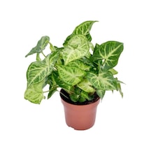 Dekoratif Melek Kanadı Sarmaşığı 1 Adet Saksılı 20-35cm Syngonium