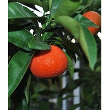Tüplü Fidan King Mandalina Fidanı