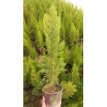 LİMONİ SERVİ 5 ADET 50-70 cm - LİMON ÇAMI