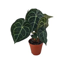 Anthurium Clarinervium Ø17 CM Y40-45 CM