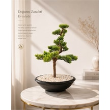 Premium Yapay Bonsai Ağacı El Yapımı Görünümlü Dekoratif Saksı Da Çok Renkli