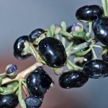 Tüplü Nadir Bulunan Siyah Goji Berry Fidanı meyve Verme Yaşında