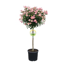 Açık Pembe/sarı Çiçekli Tijli Mine Ağacı 130-140 Cm Lantana Camara