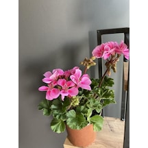 Saksılı Sardunya Pembe Alacalı Fuşya 10-20 Cm