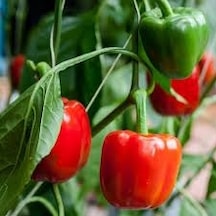 50 Adet Tohum Nadir Kırmızı Dolmalık Biber Tohumu Saksı Toprak