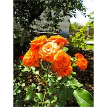 Ponpon Yediveren Kokulu Turuncu Renkli 40 65 Cm Saksılı Aşılı Gül Orange Rose