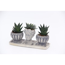 TRİO HELEN GRİ SUKULENT SETİ - Haworthia Limifolia, Pumila