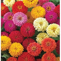 Zinna Çiçeği Tohumu 30 Adet Zinnia Do Cinnamon Seed N11638