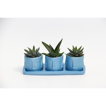 Trio Mavi Adler Sukulent Seti - Haworthia. Aloe Ferox