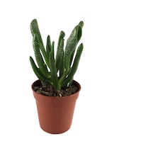 Crassula Ovata 'Golum' (Sukulent) Ø5,5 CM Y0-10 CM