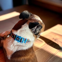 Köpek Boyun Tasması Geri Dönüştürülmüş, Ayarlanabilir, Emniyet Tokalı Küçük Ve Büyük Irklar İçin Tüy Toplamaz, Yıkanabilir, Airtag & İsimlik Uyumlu, Renkli Pati, Large Çok Renkli
