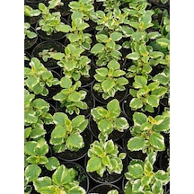 Kokulu Benjamin Çiçeği Mini Boy 1 Adet Saksılı 10-20cm