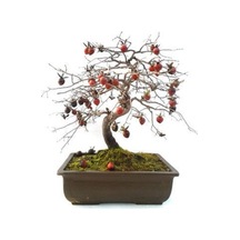 Bodur Bonsai Hurma Ağacı Tohumu 2 Tohum + Tohum