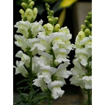 Videolu Beyaz Aslanağzı 5 15 Cm 10 Adet Saksılı/ Tüplü Çiçekli Bahçe Balkon Bitkisi Antirrhinum