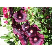 Bordo Hatmi Çiçeği Tohumu 50+ Tohum N111505