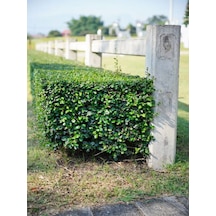 Videolu Şimşir Çalısı Fidanı 30-45 Cm Saksılı Dış Mekan Bitkileri Buxus Microphylla 'faulkner'